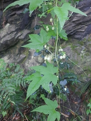 Ceratiosicyos laevis