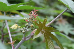 Ricinus communis