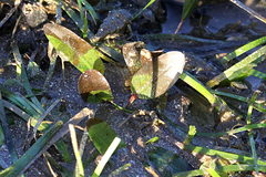 Halophila ovalis