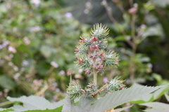 Ricinus communis