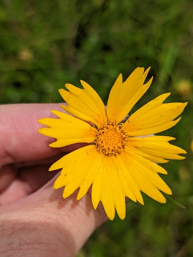 Coreopsis grandiflora