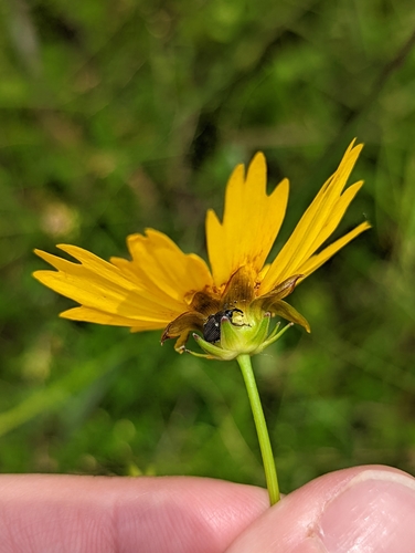 Coreopsis grandiflora