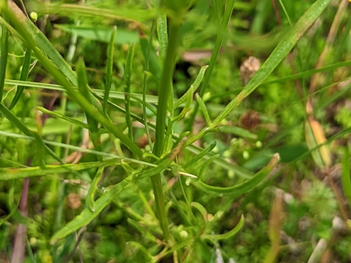 Coreopsis grandiflora