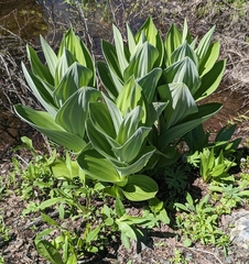 Veratrum californicum