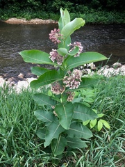 Asclepias syriaca