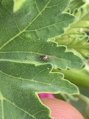 Bactericera lavaterae