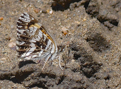 Chlosyne gorgone