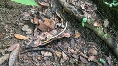 Erythrolamprus melanotus