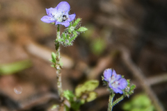 Phacelia hirsuta