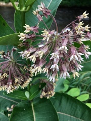 Asclepias syriaca