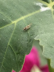 Bactericera lavaterae