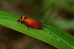 Locris areata