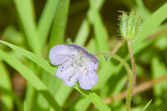 Phacelia hirsuta