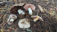 Agaricus stevensii