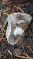 Agaricus stevensii