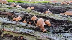 Mycena subgalericulata