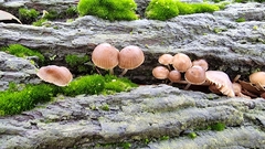 Mycena subgalericulata