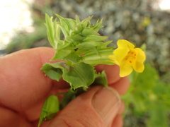 Mimetanthe pilosa
