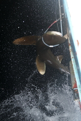 Carcharhinus longimanus