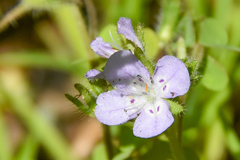 Phacelia hirsuta