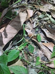 Lepidoblepharis sanctaemartae