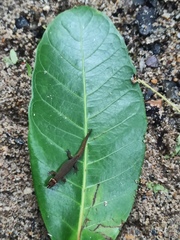 Lepidoblepharis sanctaemartae