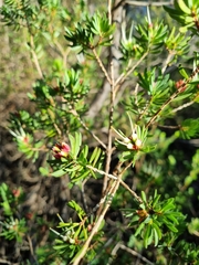 Darwinia procera