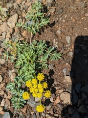 Lomatium cous