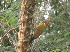 Piculus chrysochloros