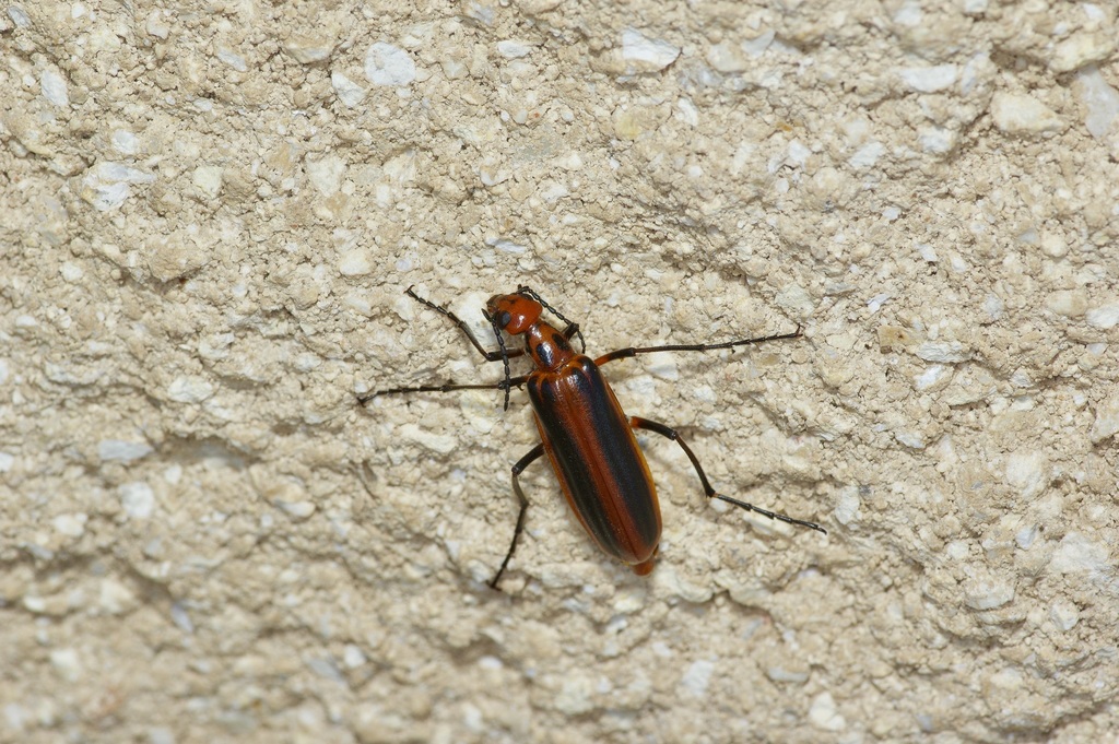 Pyrota Lineata Red-margined Pyrota from Kinney County, TX, USA on June 6, 2022 at 12: ...