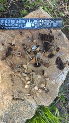 Psathyrella seymourensis