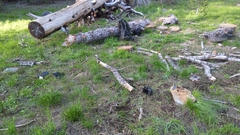 Psathyrella seymourensis