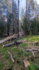 Psathyrella seymourensis