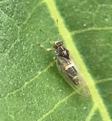 Bactericera lavaterae