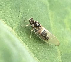 Bactericera lavaterae