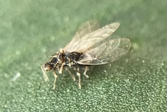 Bactericera lavaterae
