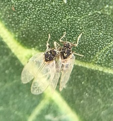 Bactericera lavaterae