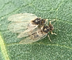 Bactericera lavaterae