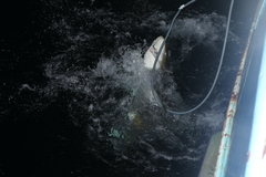 Carcharhinus longimanus