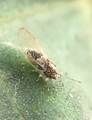 Bactericera lavaterae