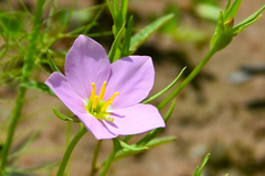 Sabatia campestris