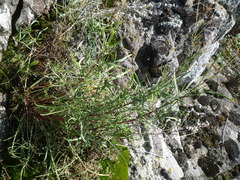 Rumex acetosella acetoselloides