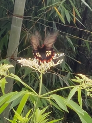 Papilio memnon heronus