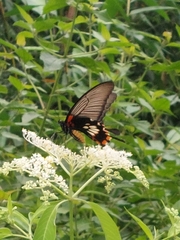 Papilio memnon heronus