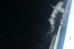 Carcharhinus longimanus