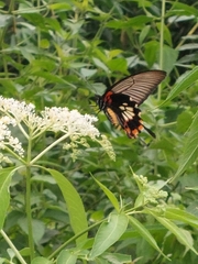 Papilio memnon heronus