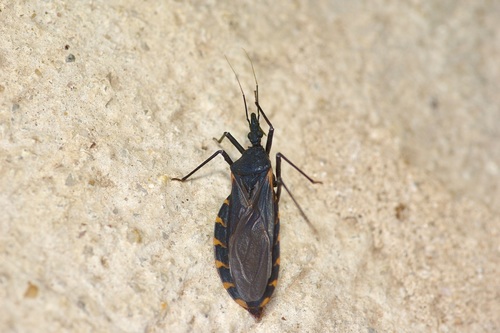 Triatoma gerstaeckeri photo 6