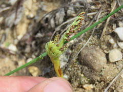 Botrychium campestre