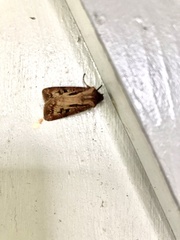 Agrotis vancouverensis