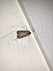 Agrotis vancouverensis